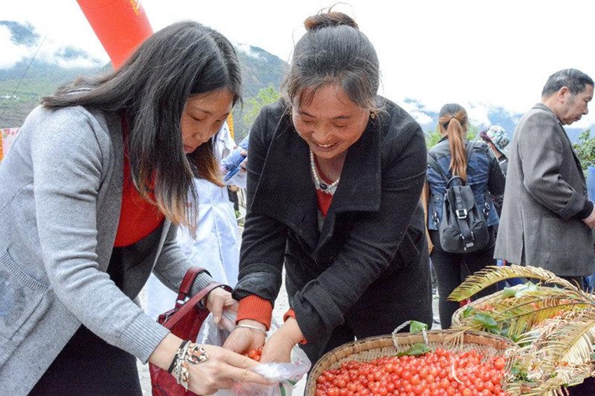 櫻桃紅了，老百姓笑了