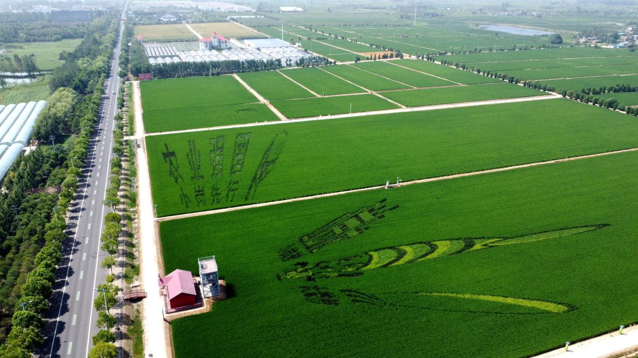 俯瞰小崗村高標(biāo)準(zhǔn)農(nóng)田。鳳陽縣委宣傳部供圖